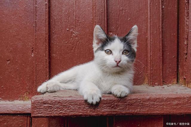 危害！消化不良、肥胖、中毒选宠物零食pg