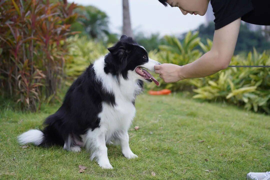 作总结”：今年共拆家3次讨食成功365回pg电子试玩平台一份来自狗狗的“年度工(图1)