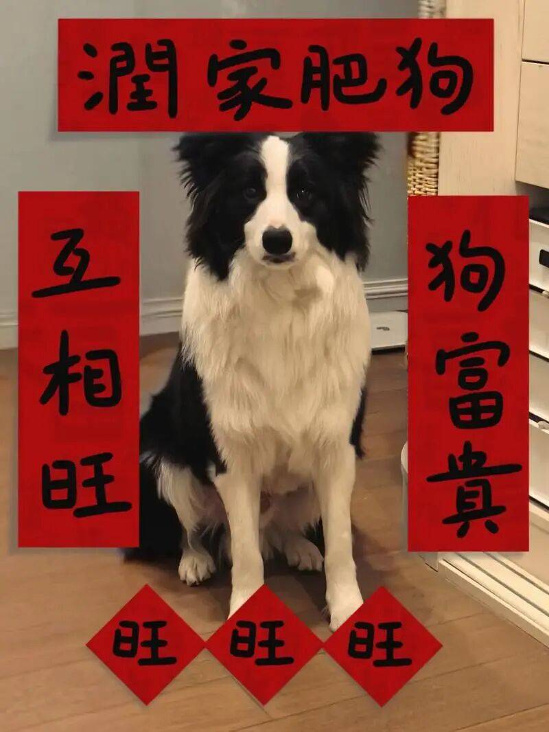 作总结”：今年共拆家3次讨食成功365回pg电子试玩平台一份来自狗狗的“年度工(图2)