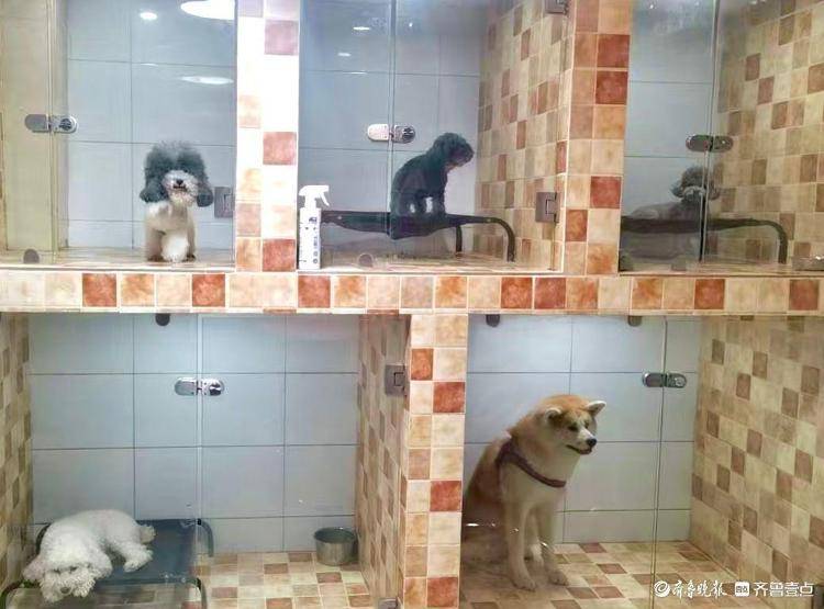 爆满宠物经济赛道“拥挤”暗藏隐忧pg电子试玩网站免费宠物寄养假期(图5) 爆满宠物经济赛道“拥挤”暗藏隐忧pg电子试玩网站免费宠物寄养假期(图5)